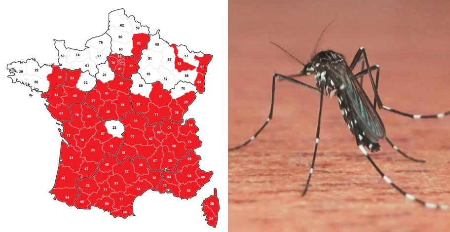 Carte de France des moustiques tigre