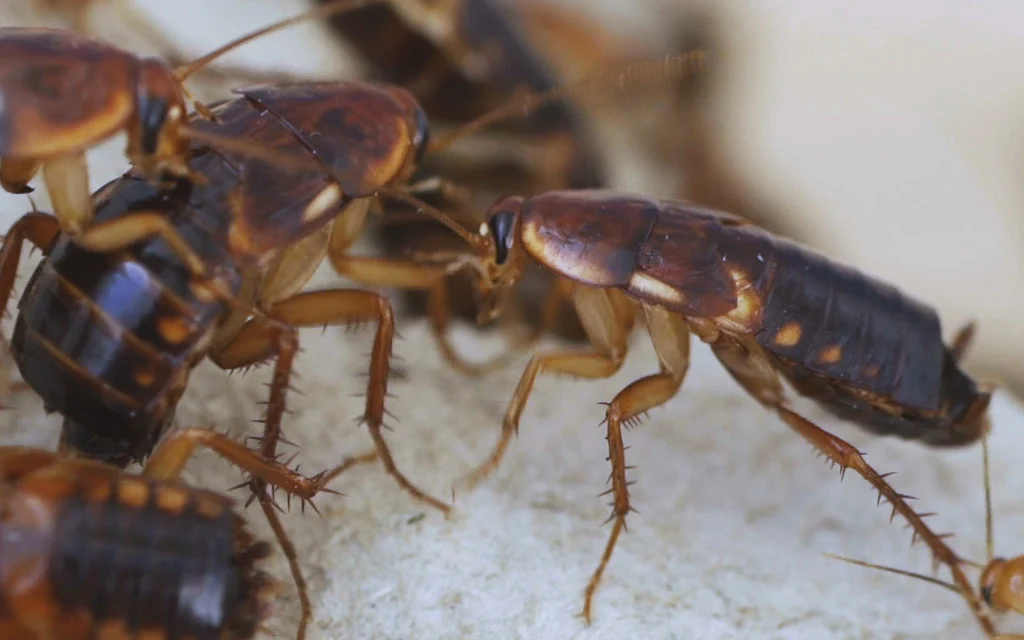 les blattes sont très utiles au jardin