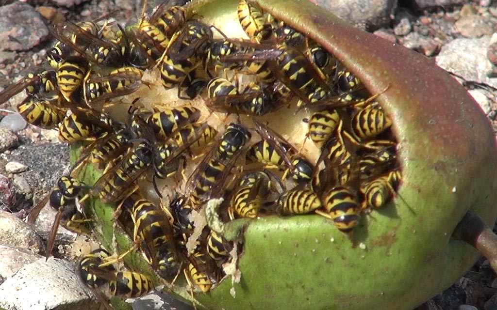 Comment faire fuir les guêpes ?