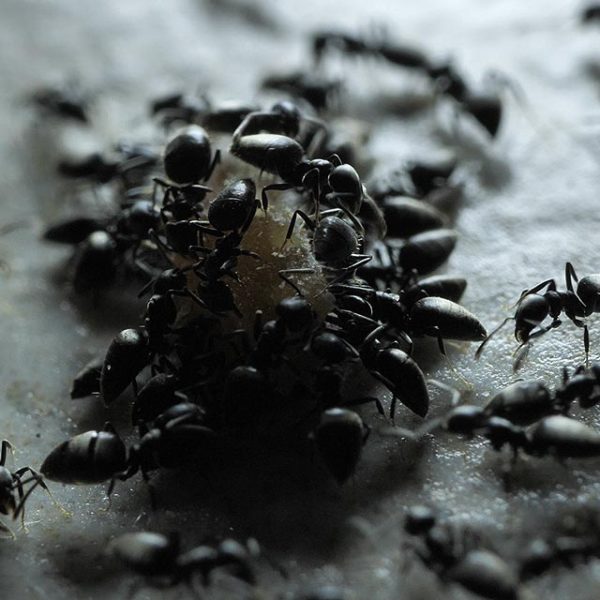 Fourmis dans la cuisine