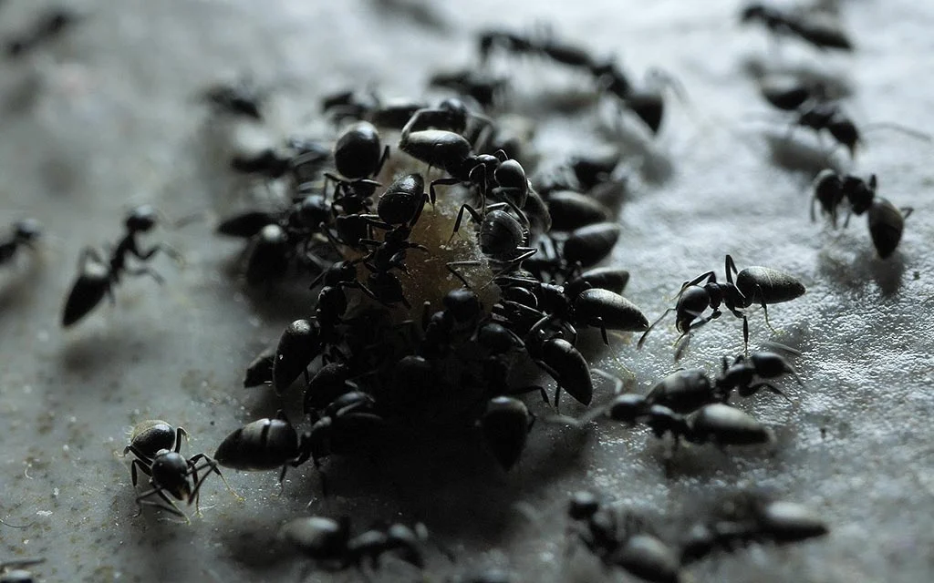 Les fourmis pourraient être utiles pour chasser les araignées de