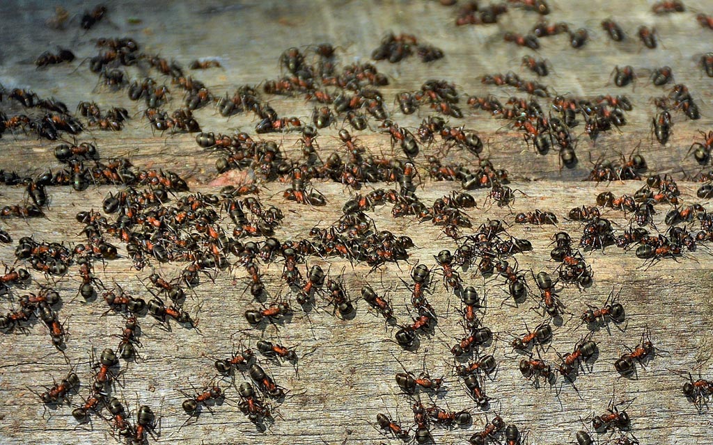 Fourmis à la recherche de nourriture