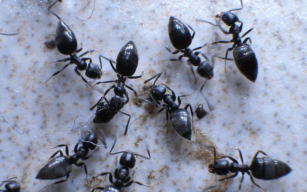 Invasion de fourmis dans la maison