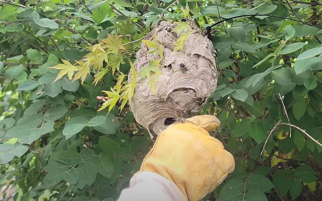 Professionnel spécialisé dans la destruction de nid de frelon asiatiques