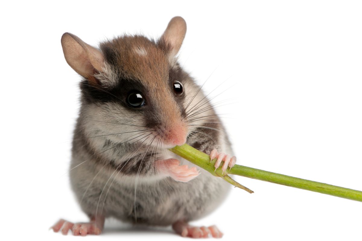 Répulsifs naturels pour souris : vos meilleures options