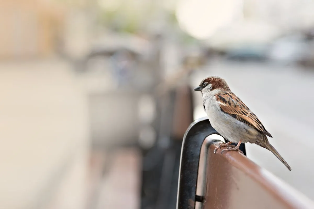 Comment faire fuir les pigeons de son balcon ou de son toit ?