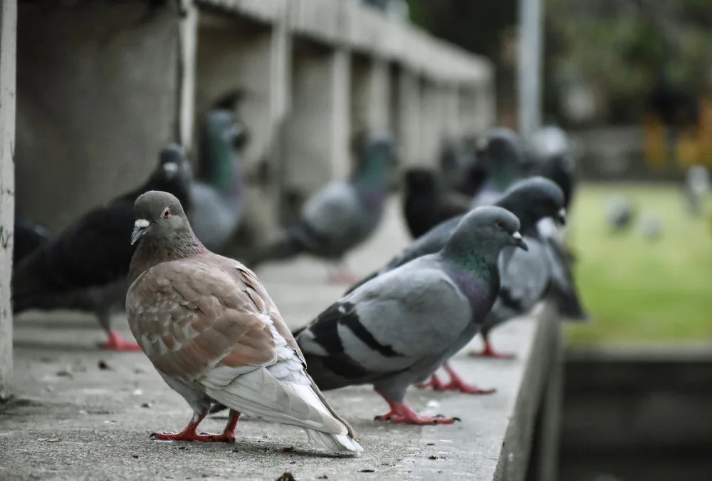 Pigeons oiseaux