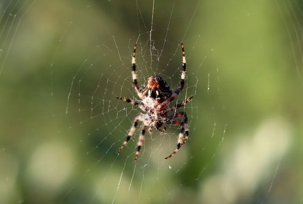 Les araignées : mythes et réalités, Blogue