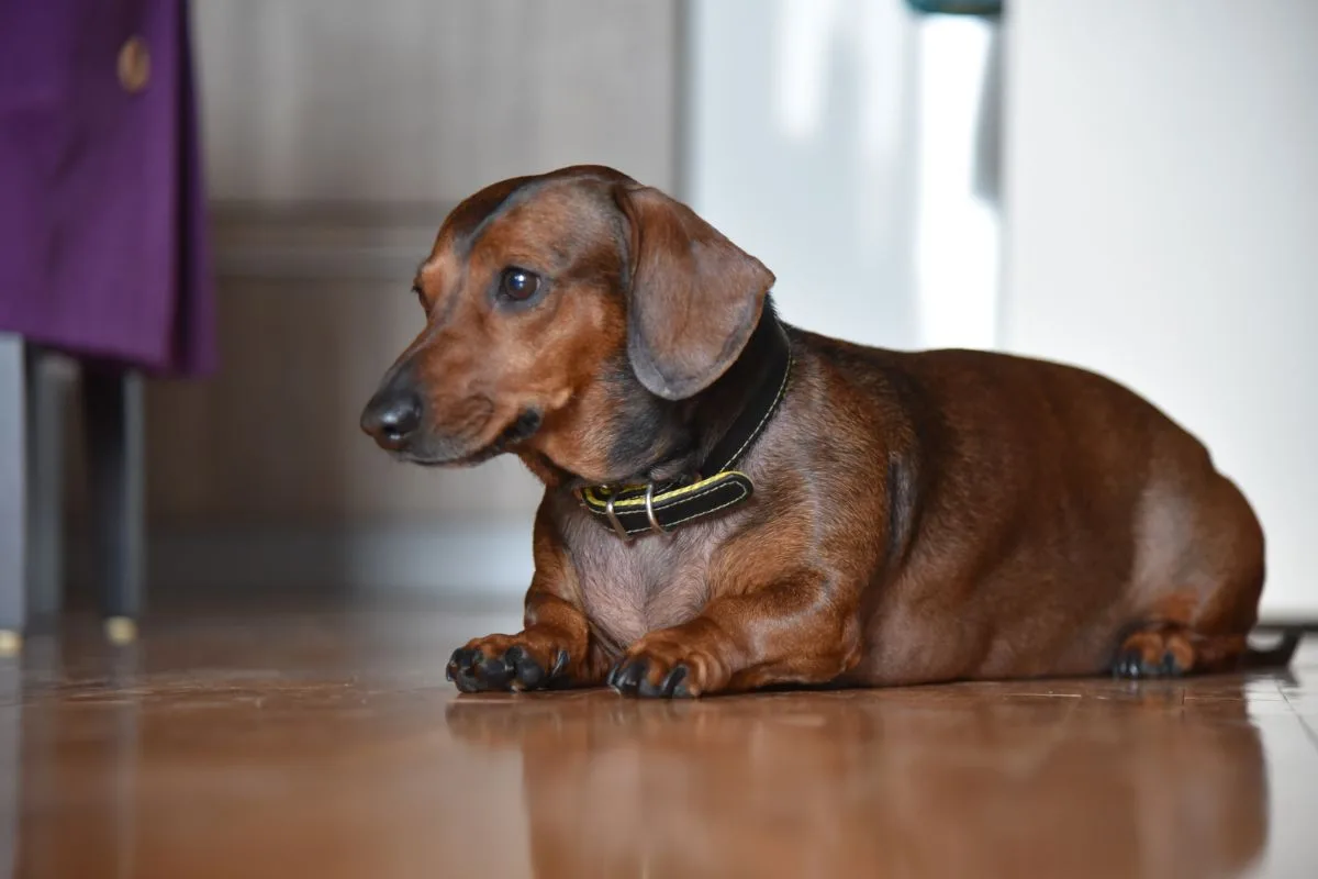 chien et les puces