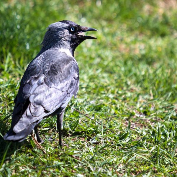 Un corbeau dans le jardin