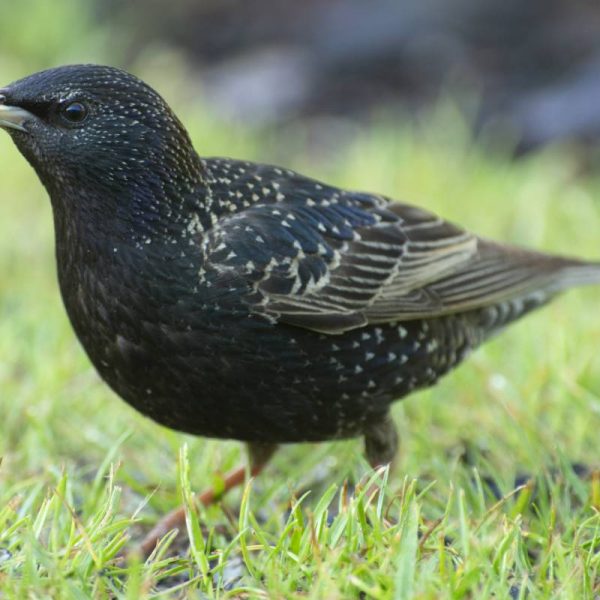 Un étourneau dans le jardin