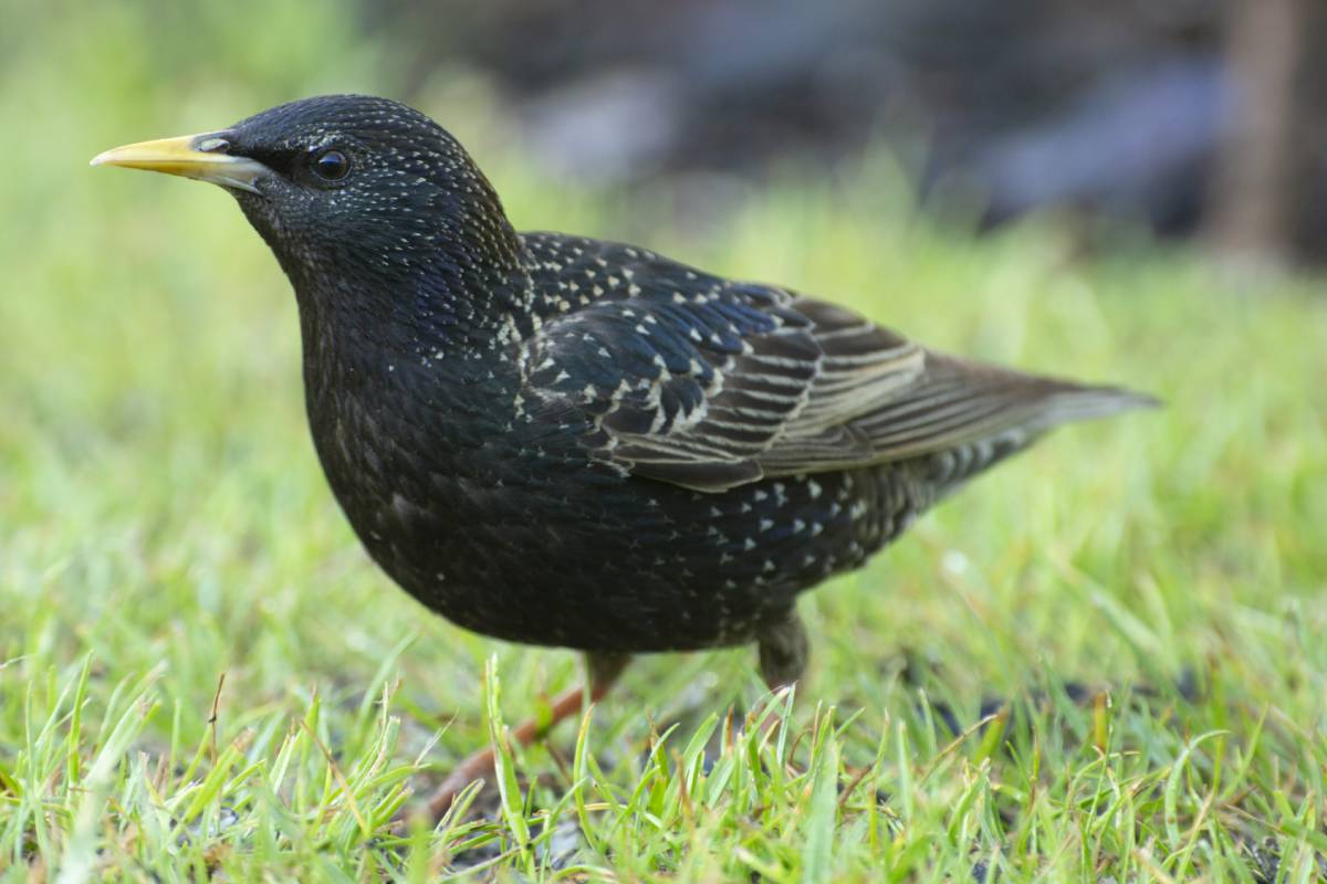 Un étourneau dans le jardin