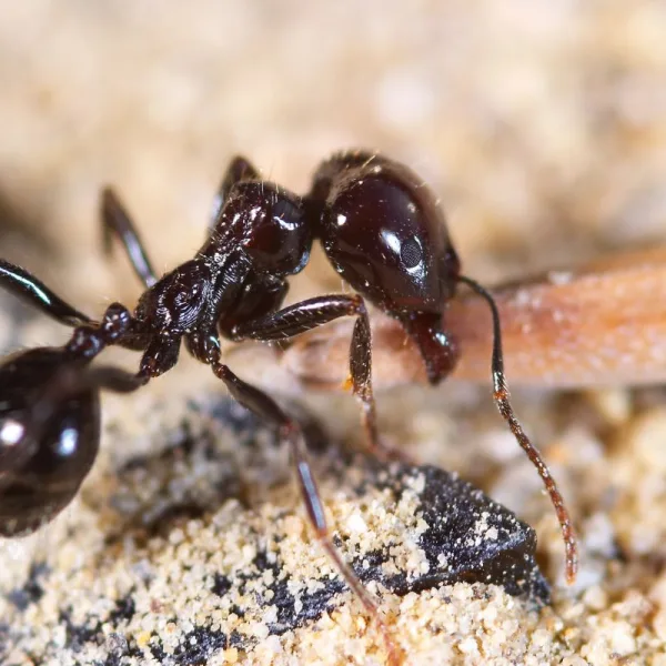 fourmis maison