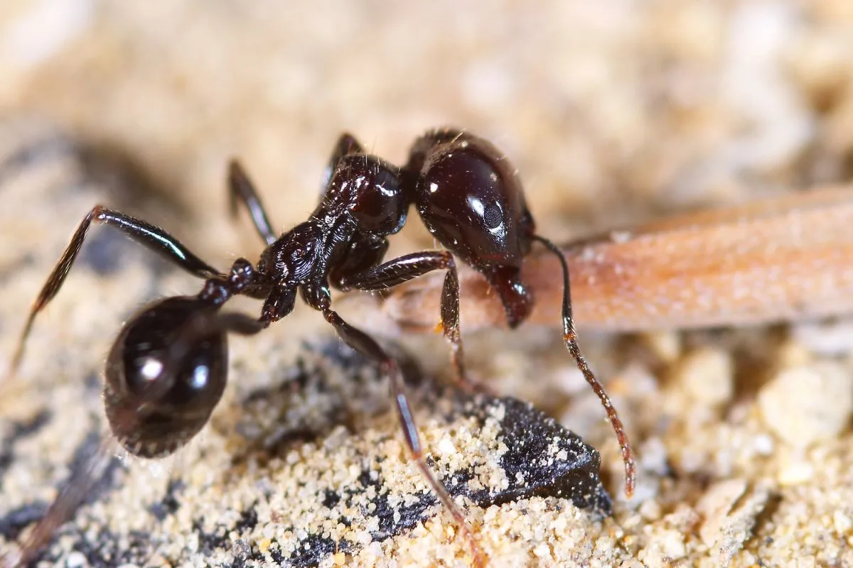 fourmis maison