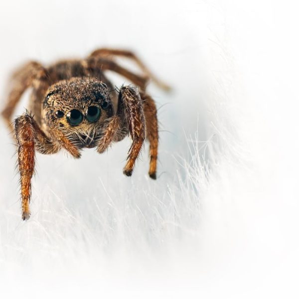 tenir à distance les araignées dans la maison