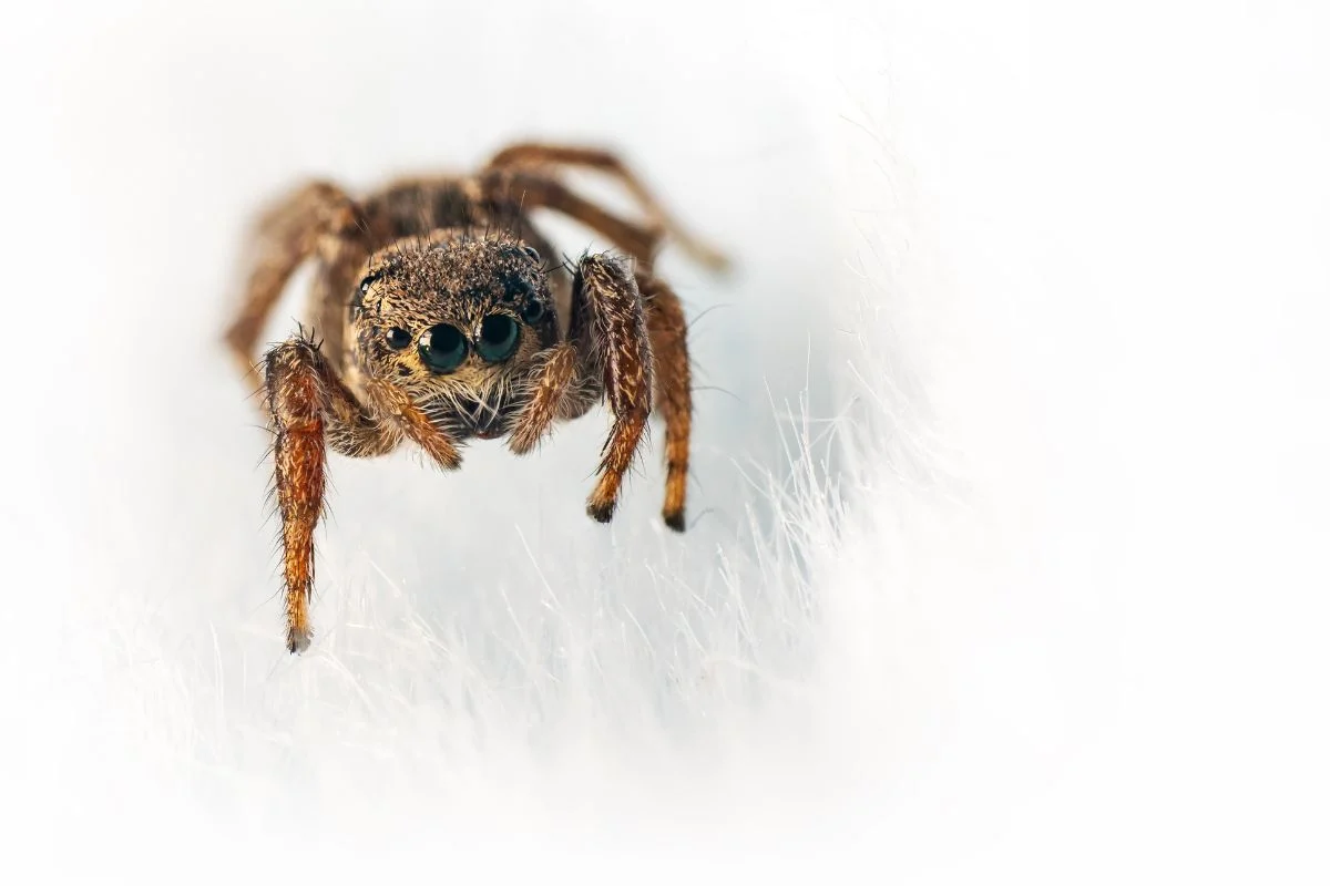 tenir à distance les araignées dans la maison