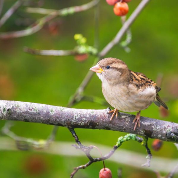 Un moineau sur un arbre