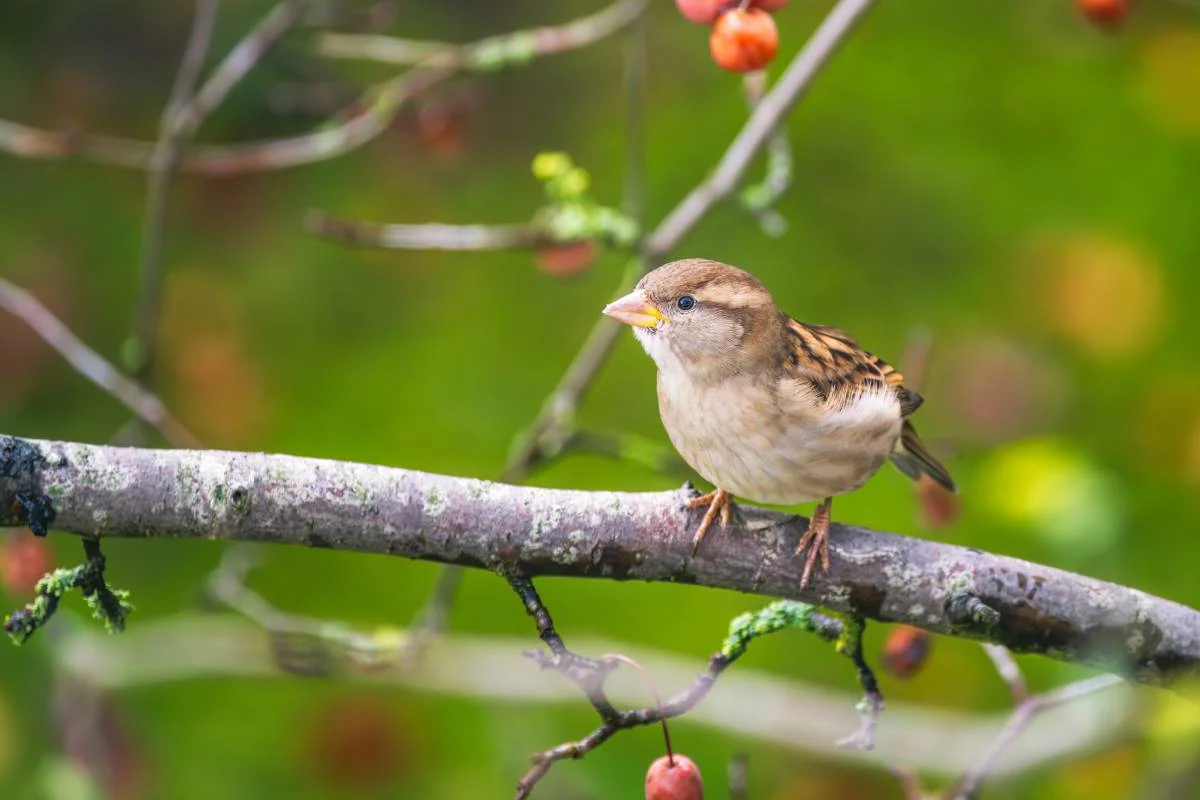 Un moineau sur un arbre