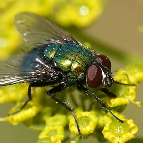 5 plantes carnivores anti-mouches efficaces à avoir à domicile