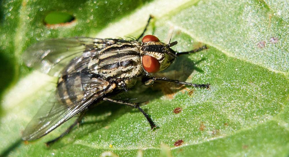 Une mouche en hiver