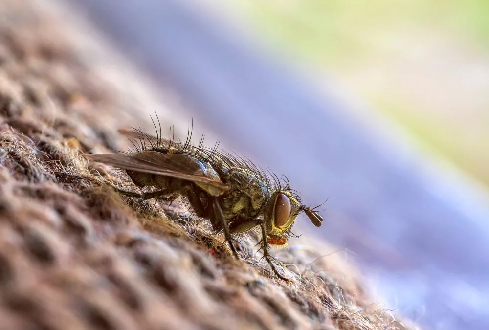 mouche hiver persiste