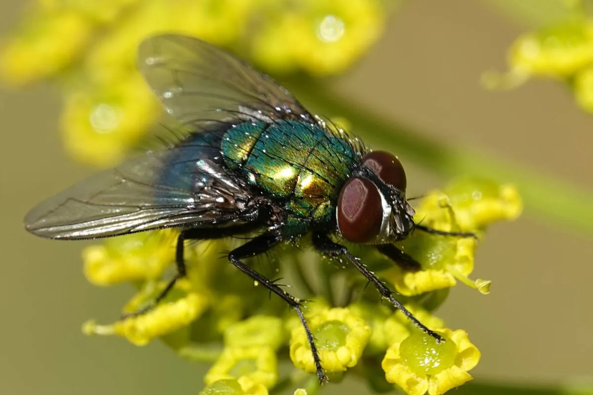 Une mouche en hiver