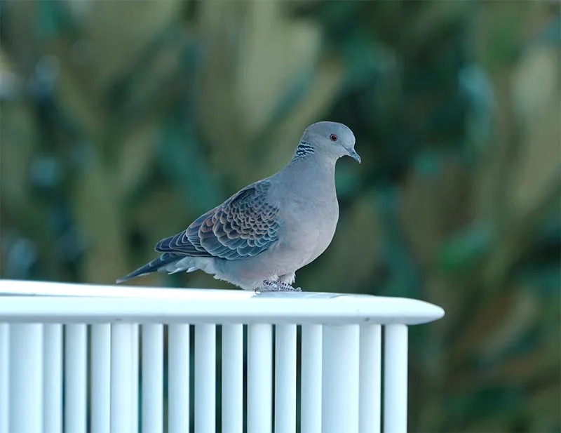 pigeon sur la rambarde du balcon