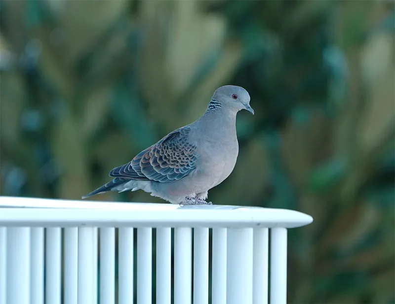 La solution pour éloigner les pigeons du balcon sans leur nuire