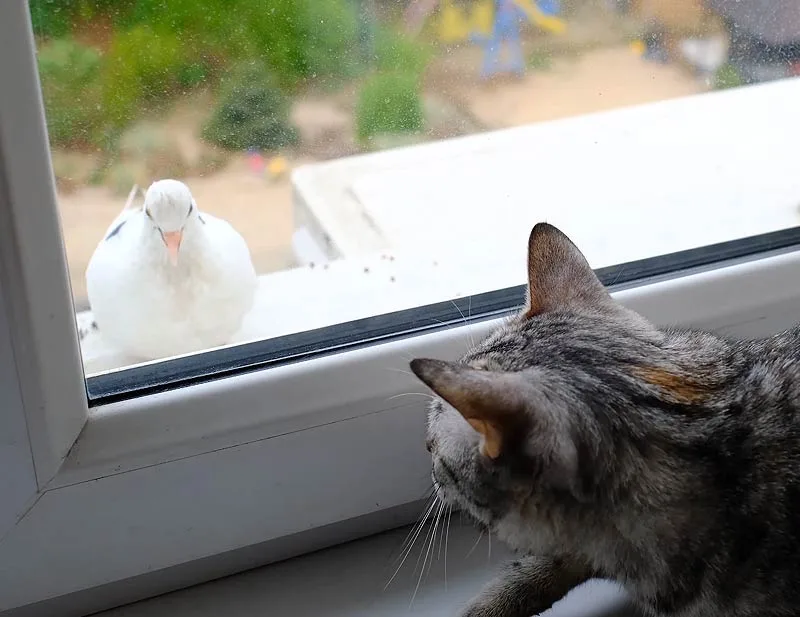 Pigeon sur le rebord de la fenêtre vu par le chat