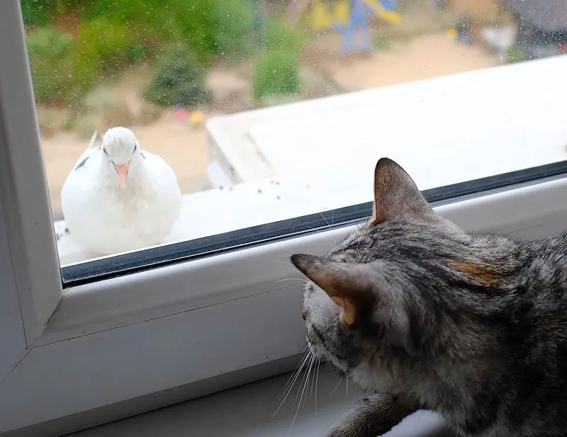 Éloigner les pigeons de votre balcon : à faire et à ne pas faire