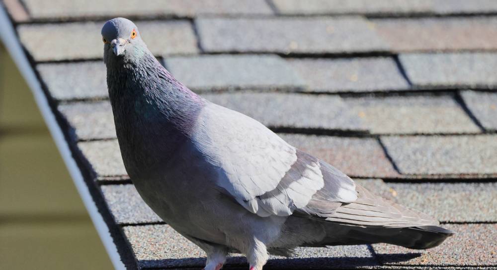 Un pigeon sur le toit de la maison