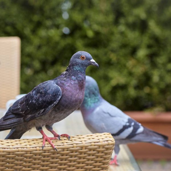 Des pigeons sur votre terrasse