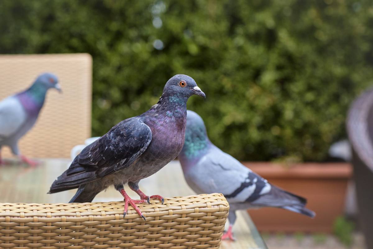 Faire fuir les oiseaux d'un balcon 