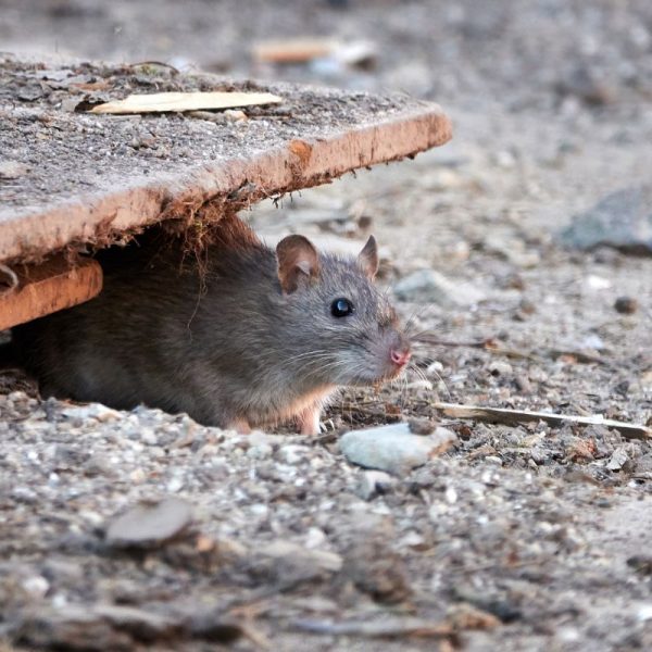 Poison souris et rats : à quelle société faut-il faire appel ?