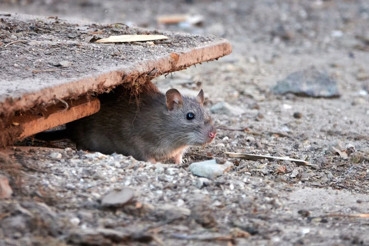 Découvrez l'astuce pour éloigner les rats sans pièges ni poisons