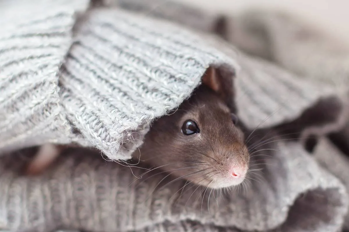 Un rat dans la maison