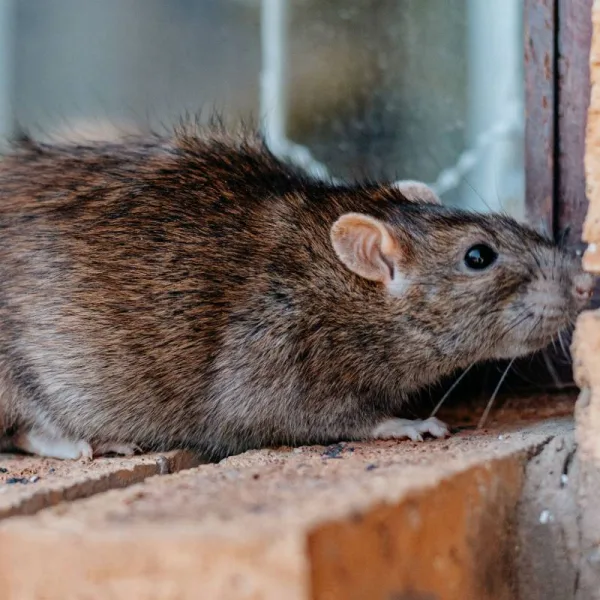 Quel répulsif pour les rats ? Comment utiliser la mort aux rats ?