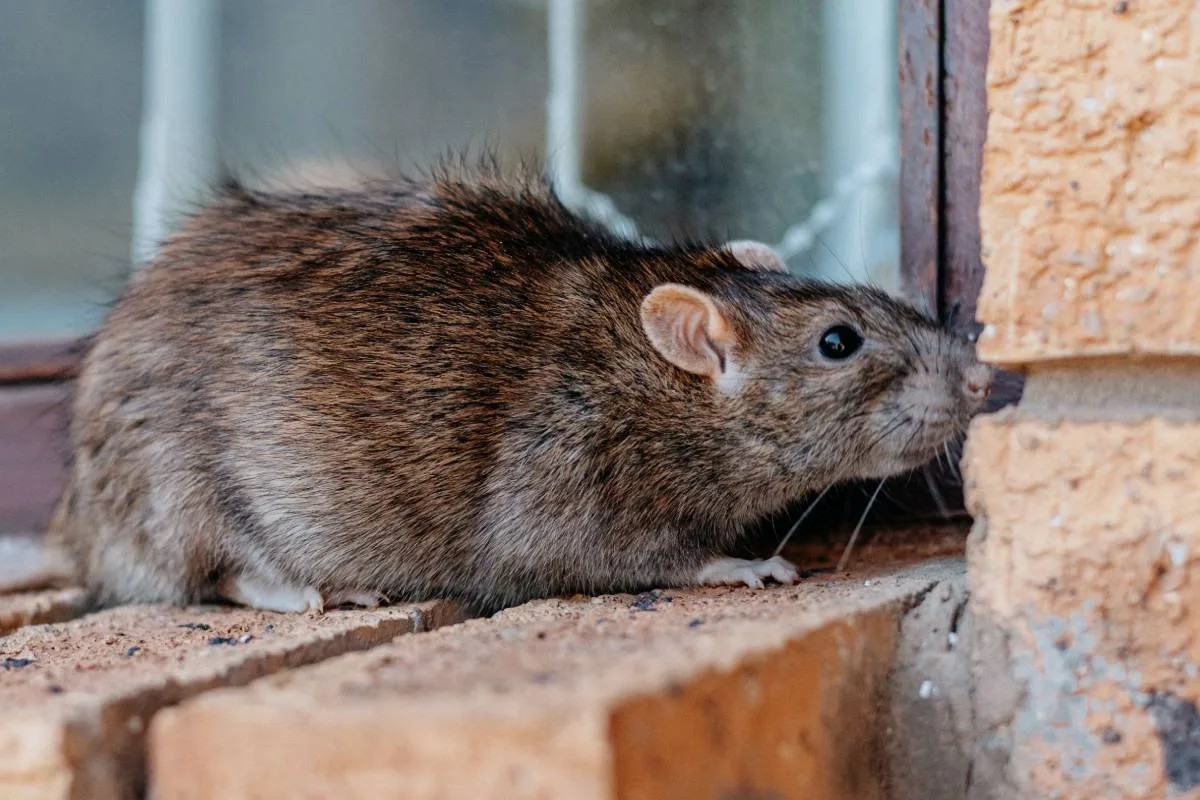 Les rats sont entrés dans Paris