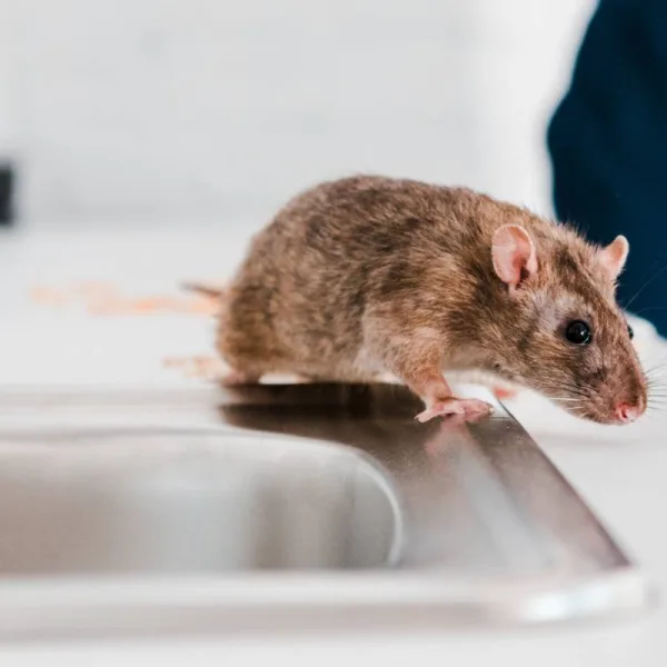 Un rat en cuisine