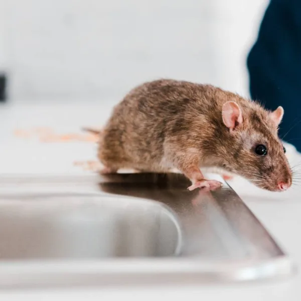 Découvrez l'astuce pour éloigner les rats sans pièges ni poisons