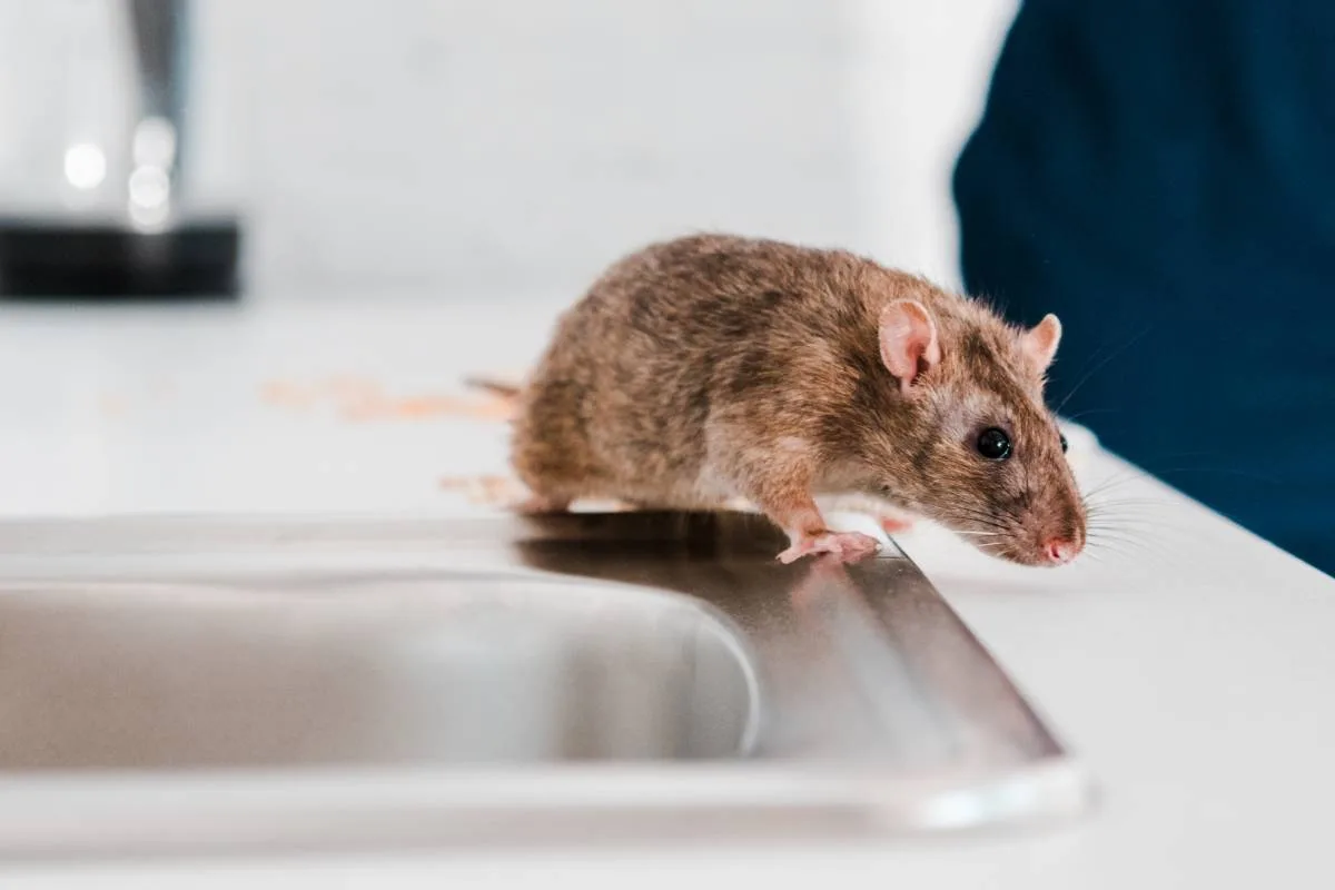 Enfin un poison pour souris et rats efficace ! Découvrez-le