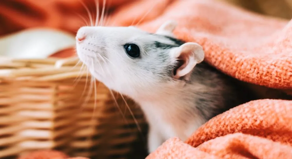 Une souris dans un panier