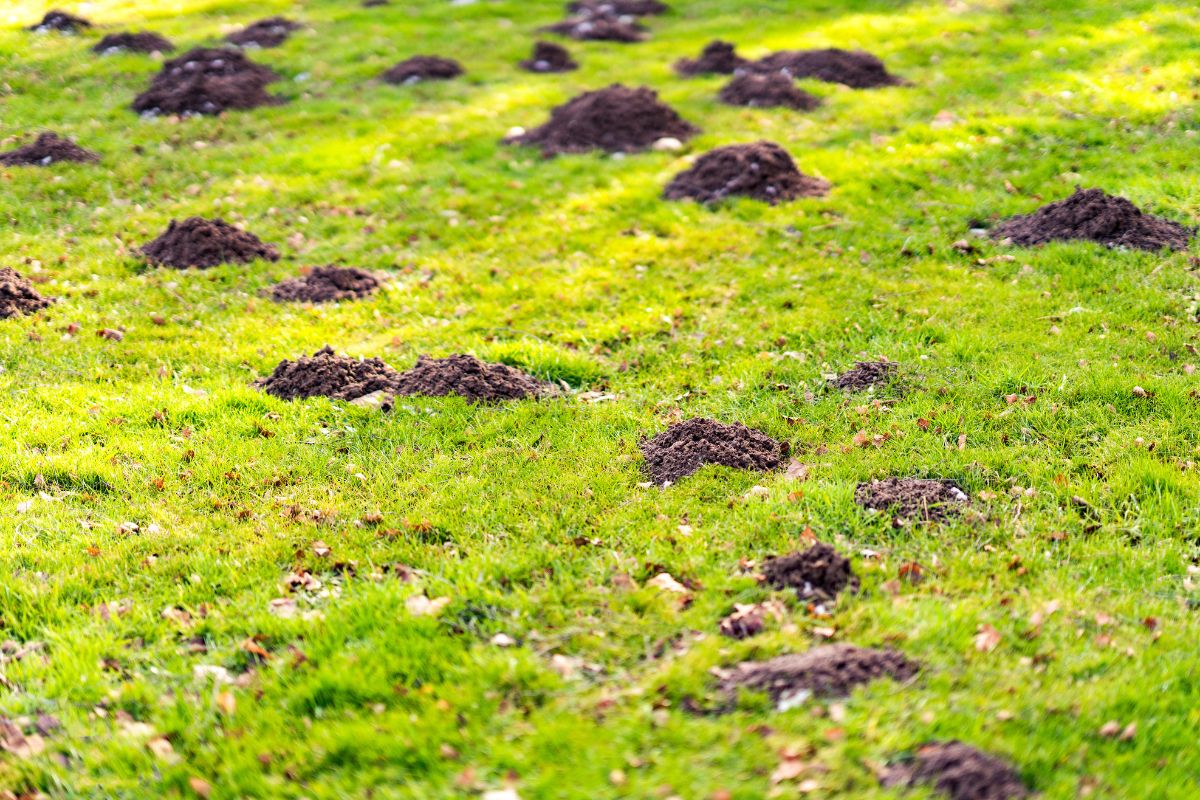 Comment se débarrasser des taupes dans le jardin ?