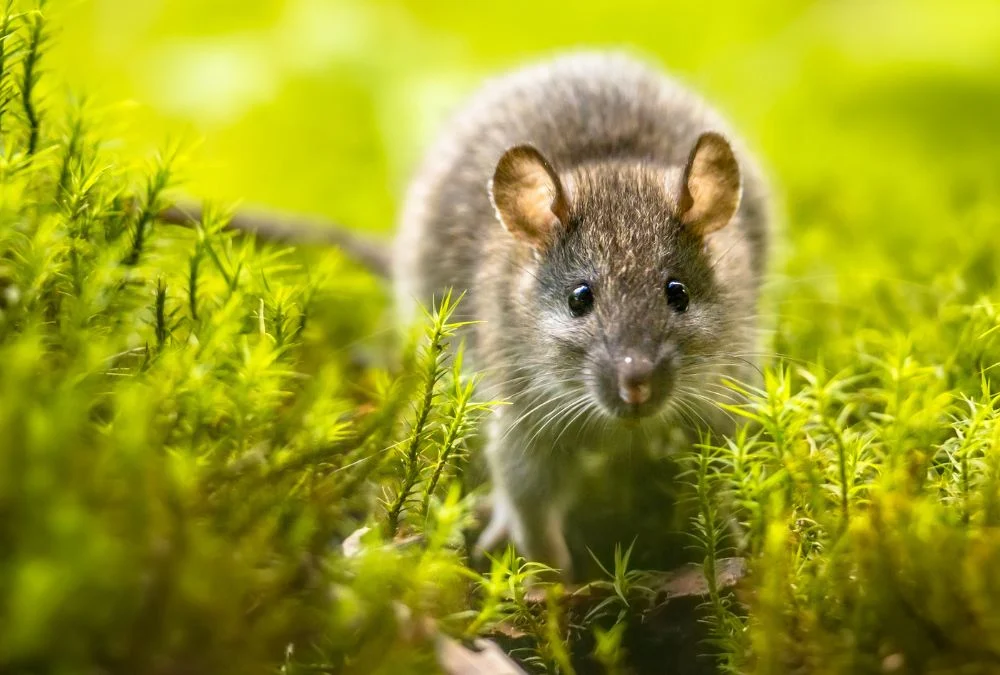 Découvrez l'astuce pour éloigner les rats sans pièges ni poisons