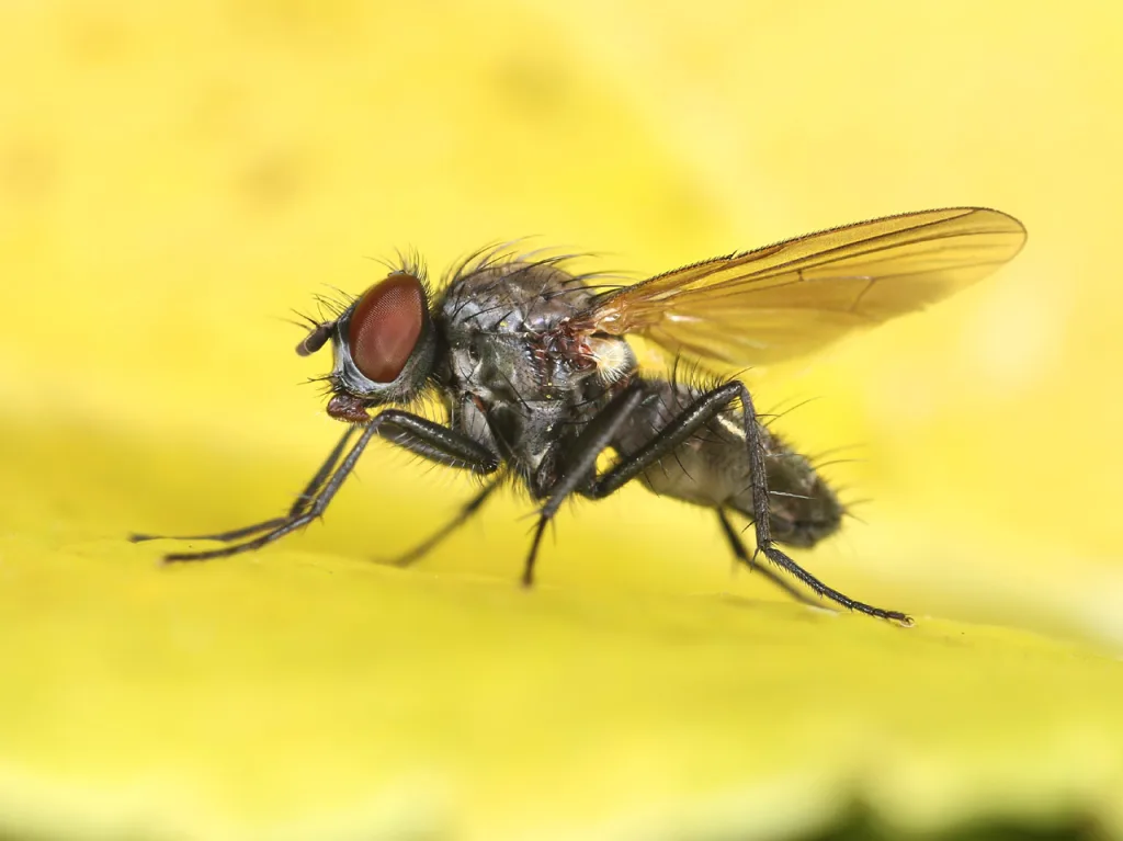 répulsif naturel contre les mouches