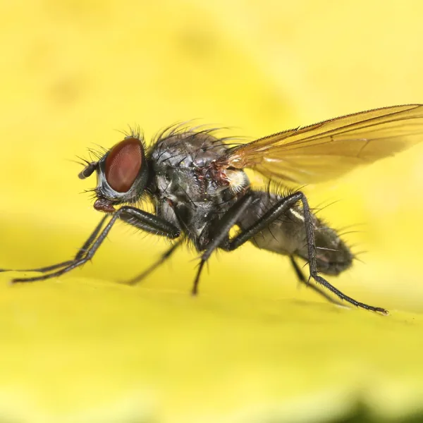 Spray anti-mouche : Lequel choisir ? Quelle efficacité ?