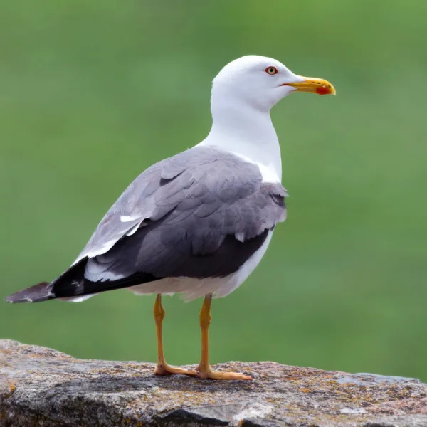 protéger vos poubelles des mouettes