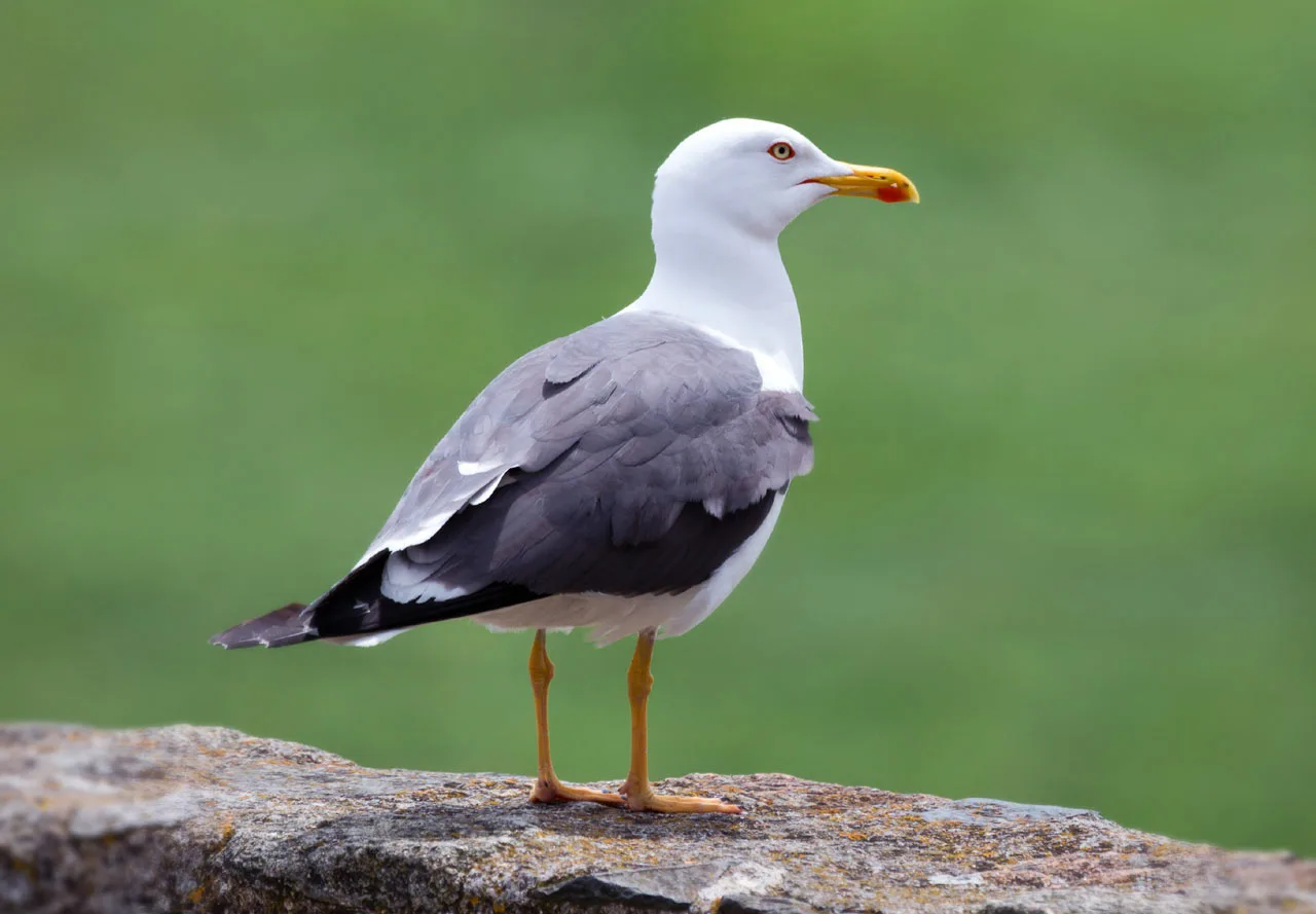 protéger vos poubelles des mouettes