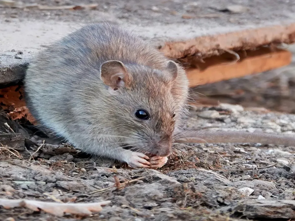 Comment faire pour se débarrasser des rats ? Les solutions.