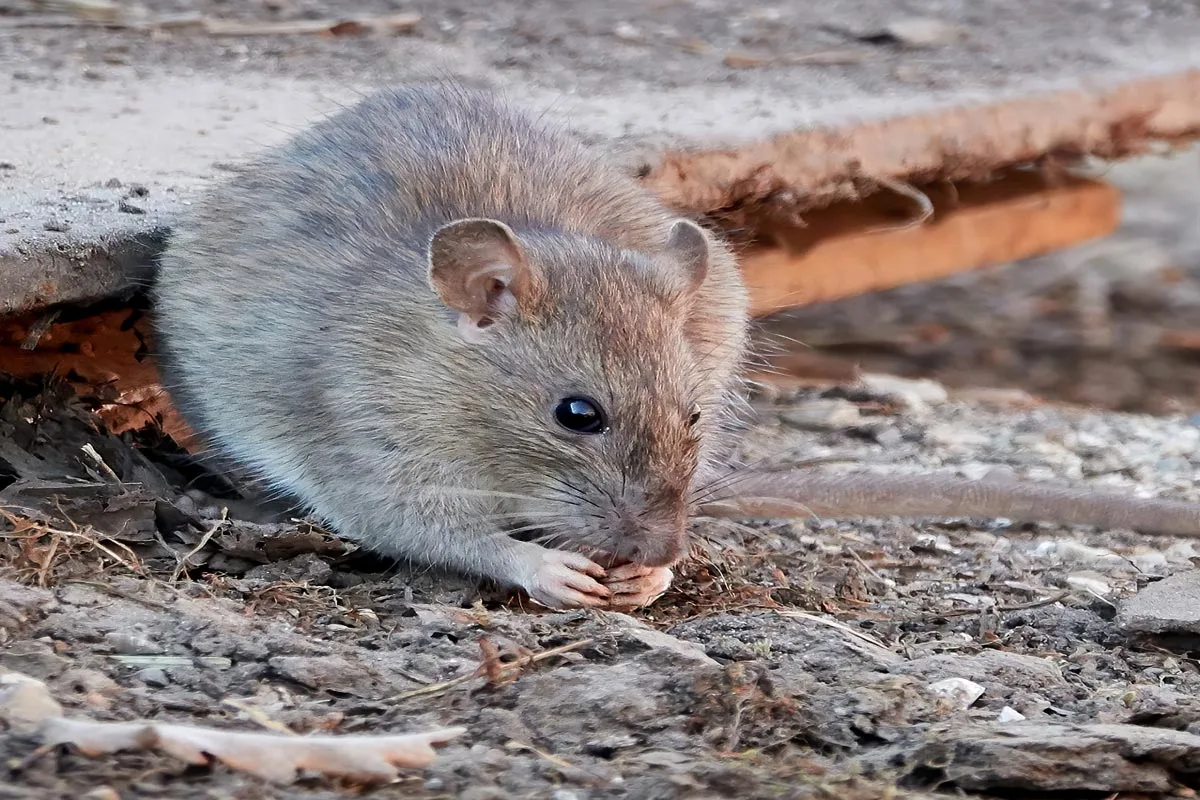 Comment se débarrasser des rats ?